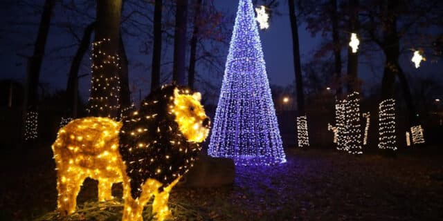 201128_advent u zoo (2)