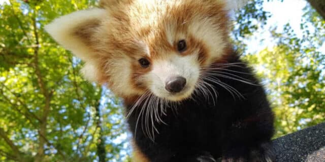 Crvenpanda
