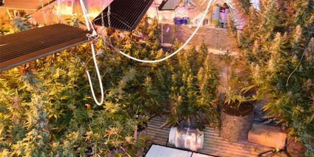 marihuana