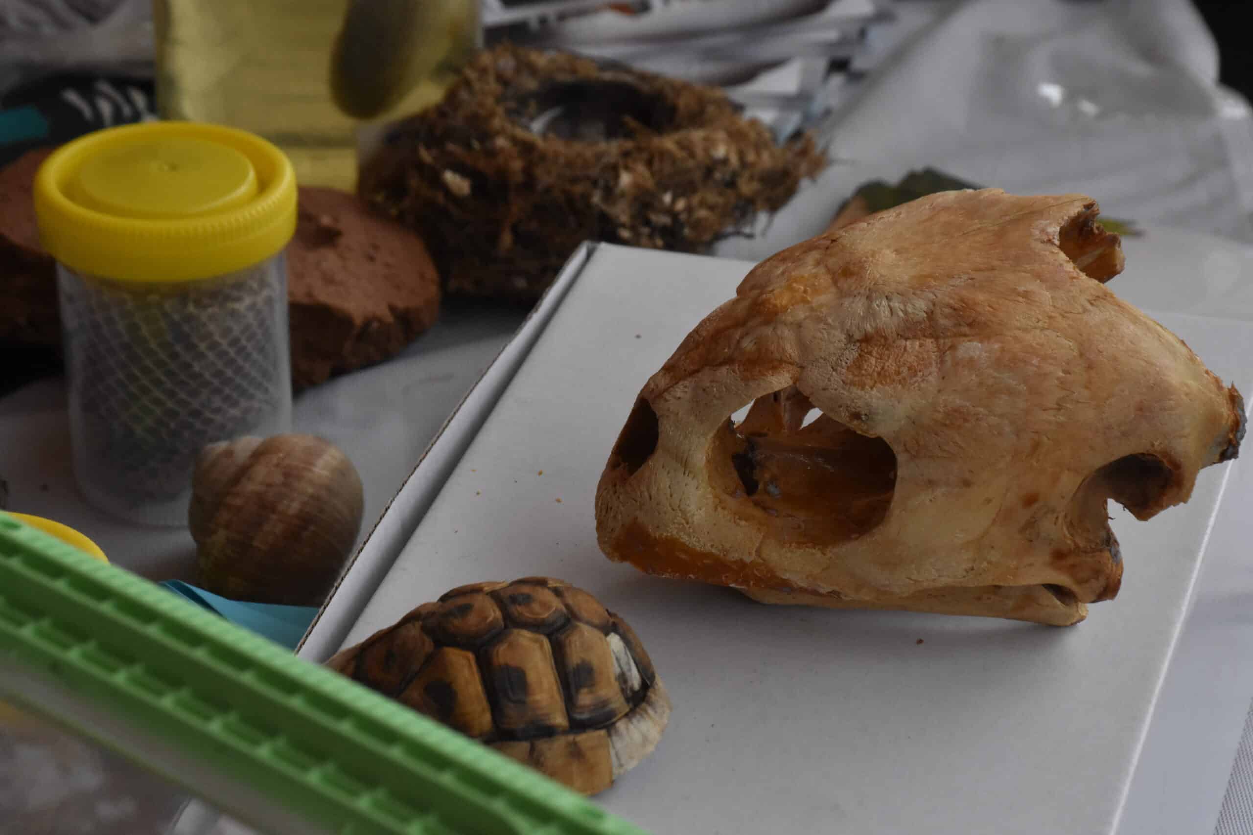 DSC_3346 – kopija