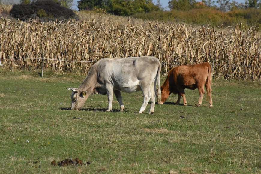 DSC_7495