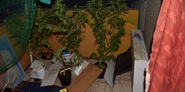 Foto-1