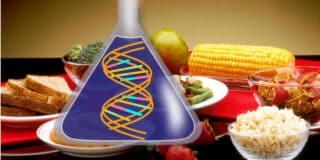 GMO-hrana