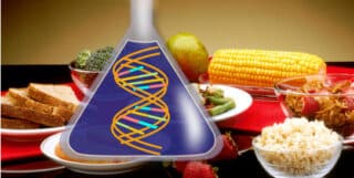GMO-hrana