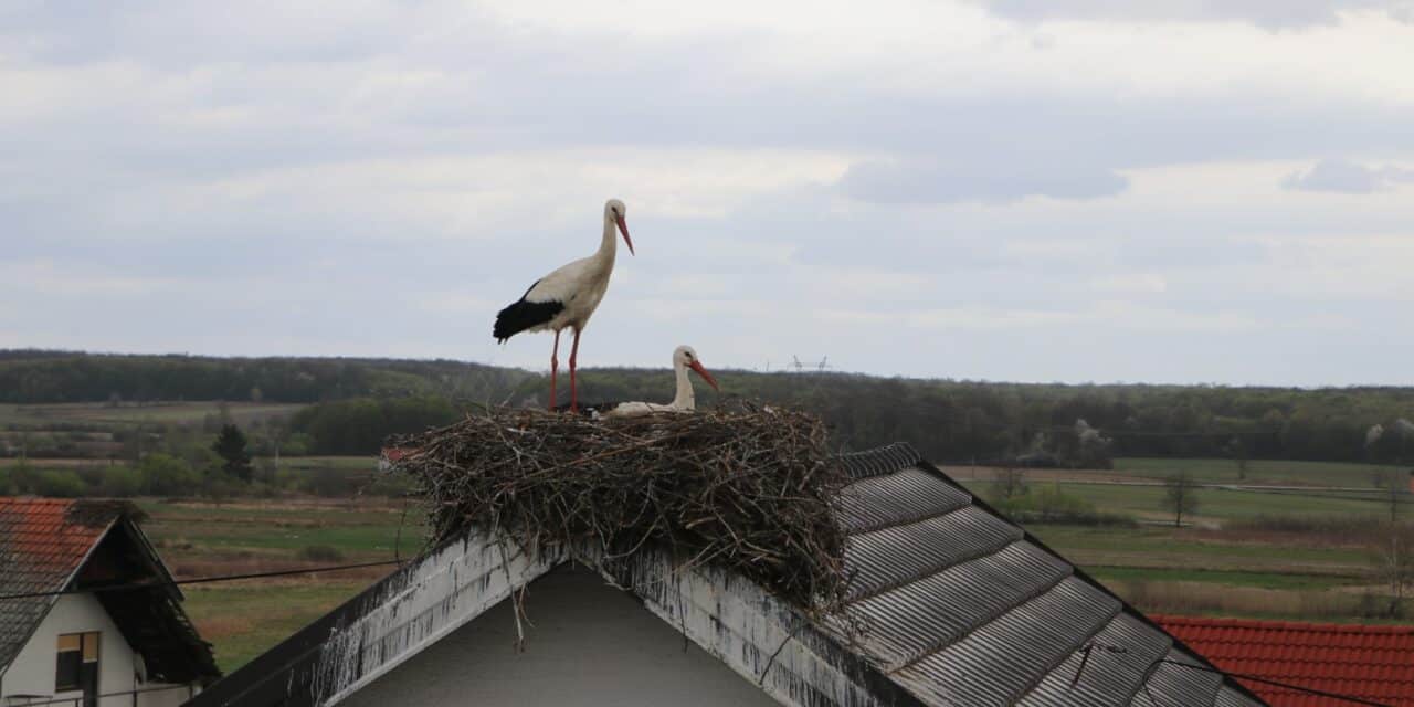 IMG_0857 (Large)