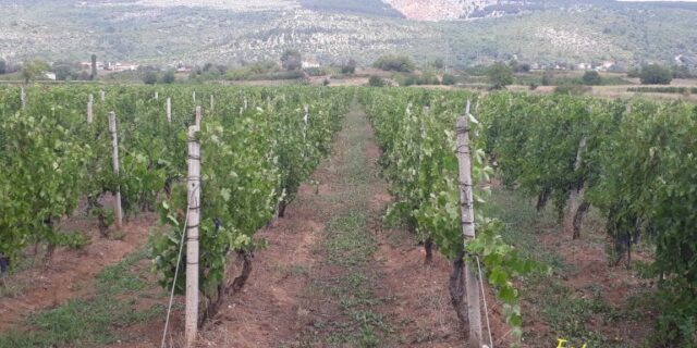 Imotski-vinogradi-2020-768×576