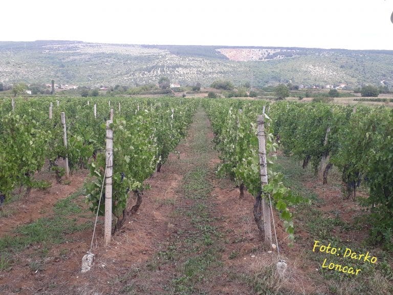 Imotski-vinogradi-2020-768×576