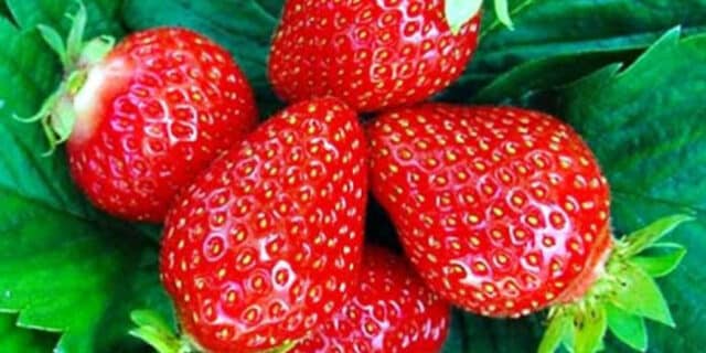 Jagode-696×463