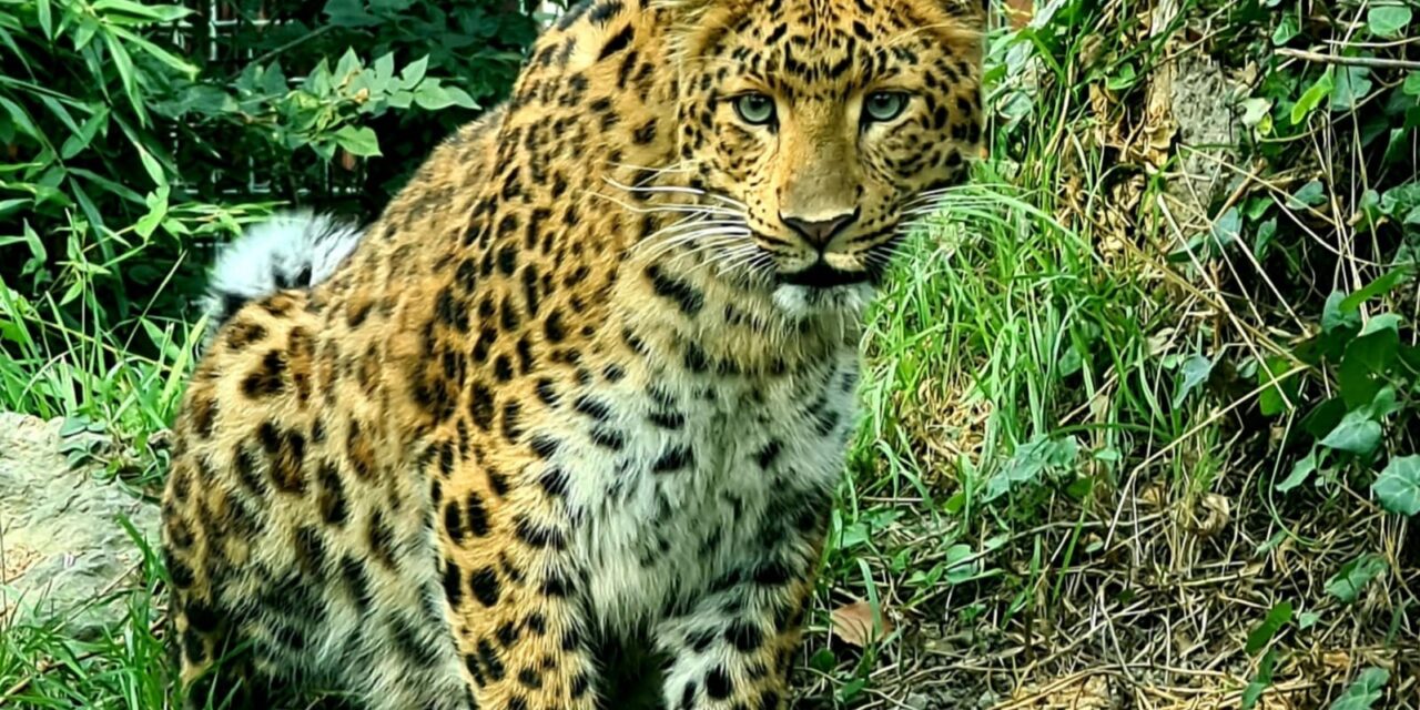 Kineska-leopardica-3-foto-Zooloski-vrt-grada-Zagreba