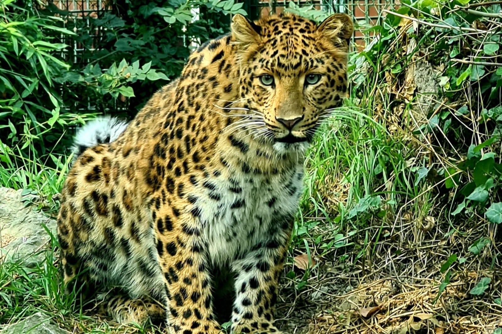 Kineska-leopardica-3-foto-Zooloski-vrt-grada-Zagreba