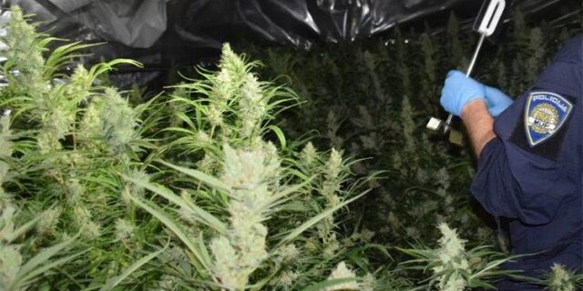 Marihuana
