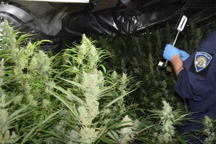 Marihuana