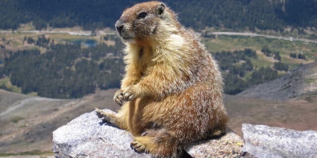 Marmot-edit1