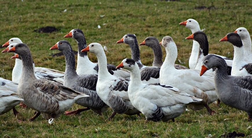 POSAVSKE-GUSKE
