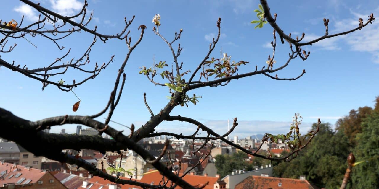 Zagreb: Na Gornjem gradu u listopadu drugi put ove godine procvali kesteni