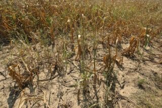 Osječko-baranjska županija proglasila prirodnu nepogodu zbog suše