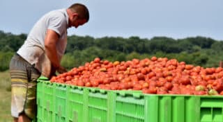 Umag: Počela berba rajčica koja je kasnila 15 dana zbog vremenskih uvjeta