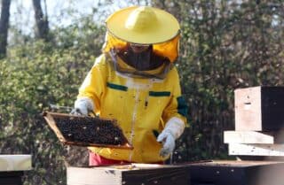 Brojni pčelari sunčano vrijeme koriste za prve proljetne preglede pčelinjih zajednica