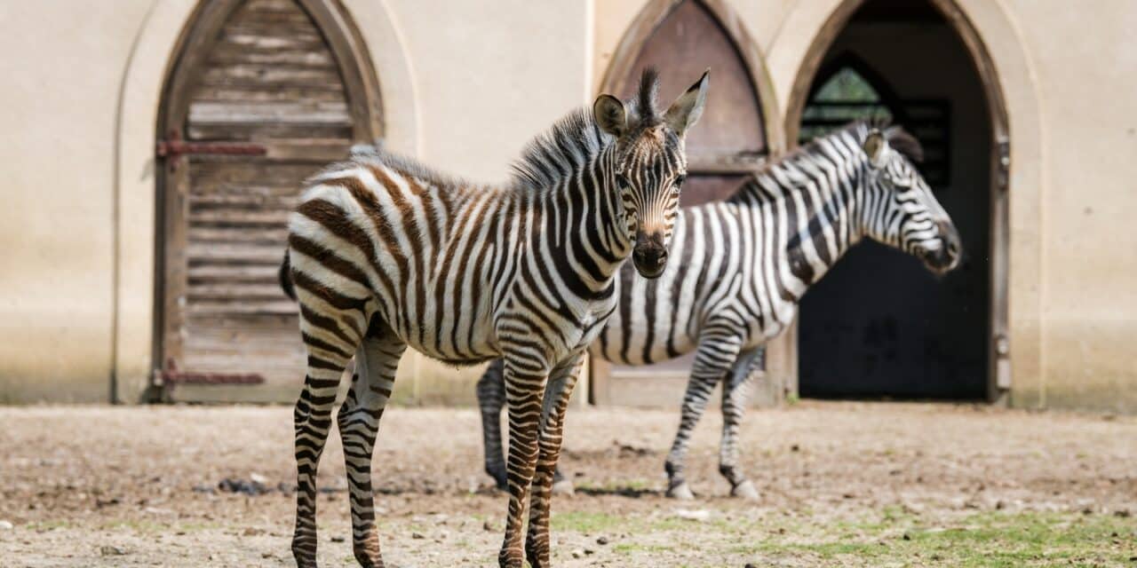 Zagreb: Malena zebra u Zoološkom vrtu dobila je ime Iskra