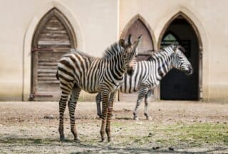 Zagreb: Malena zebra u Zoološkom vrtu dobila je ime Iskra