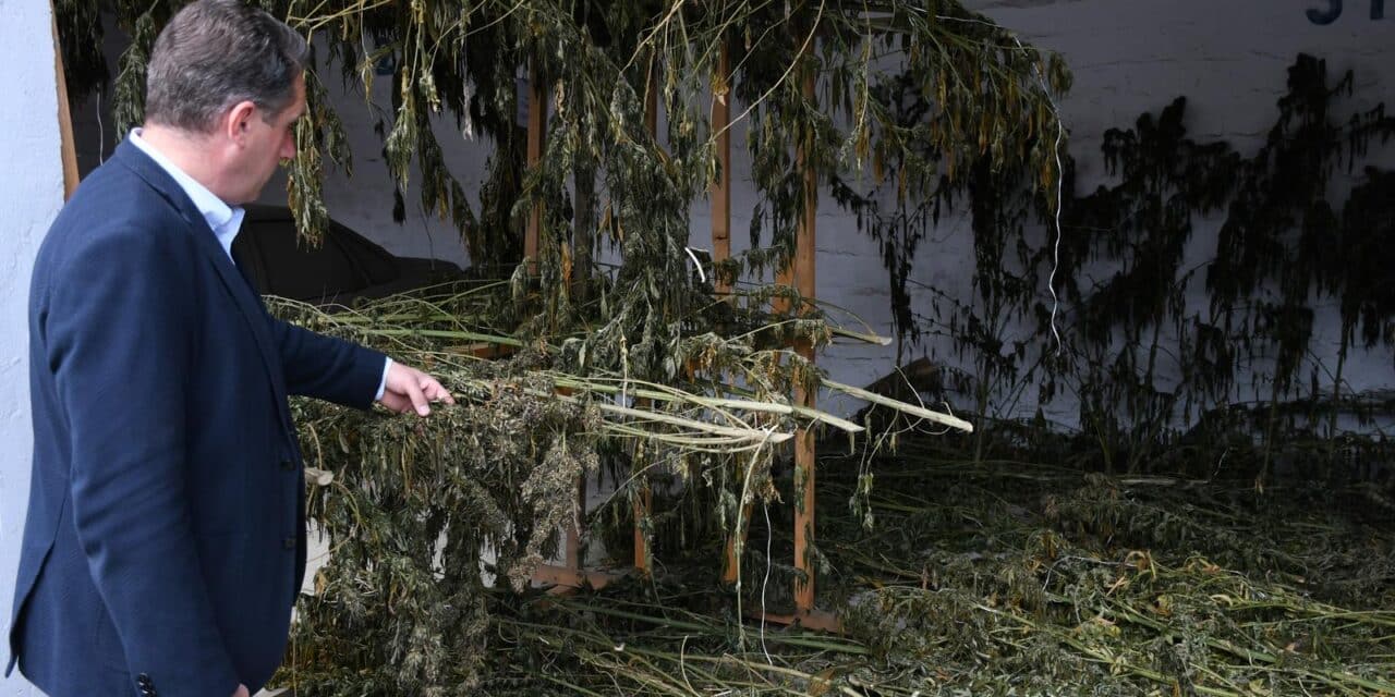 Zaplijenjena veća količina marihuane u Bjelovarsko-bilogorskoj županiji