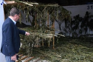 Zaplijenjena veća količina marihuane u Bjelovarsko-bilogorskoj županiji