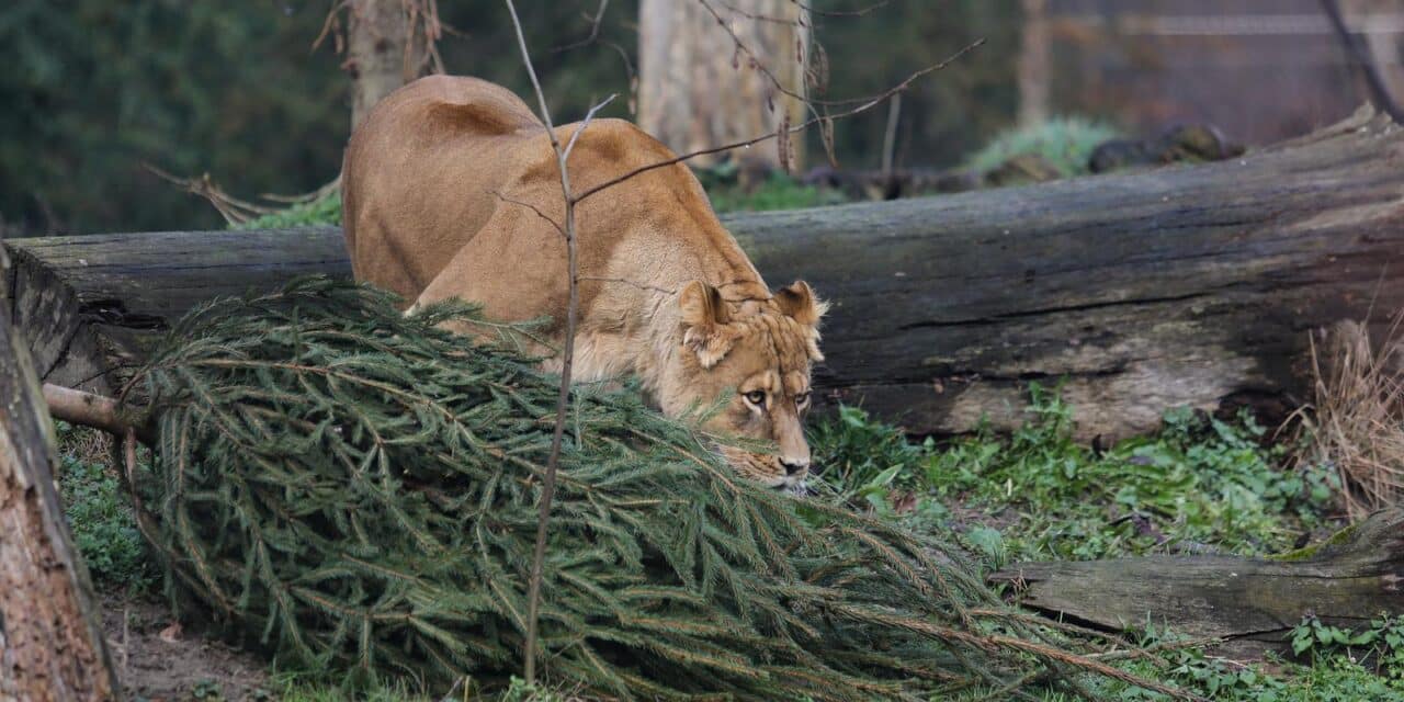 Podjela božićnih drvaca životinjama u zagrebačkom zoološkom vrtu
