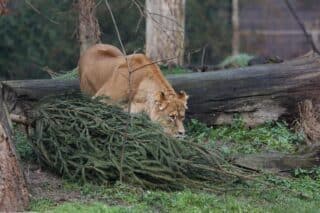 Podjela božićnih drvaca životinjama u zagrebačkom zoološkom vrtu