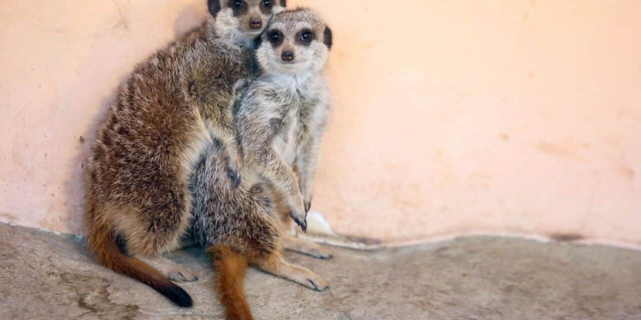 zoo zagreb