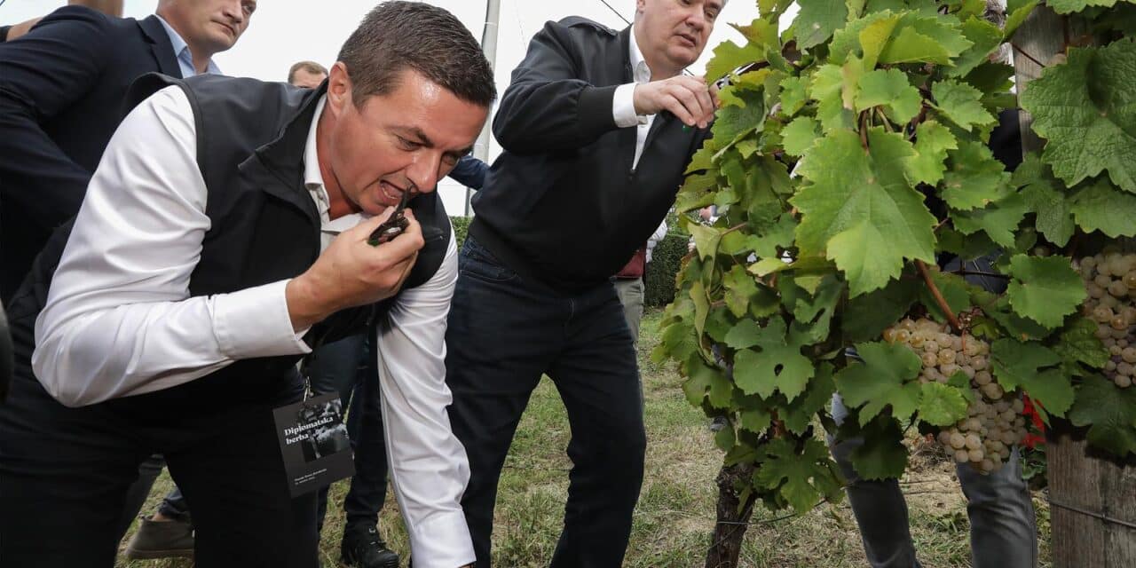 Predsjednik Zoran Milanović sudjelovao u Diplomatskoj berbi grožđa na Plešivici