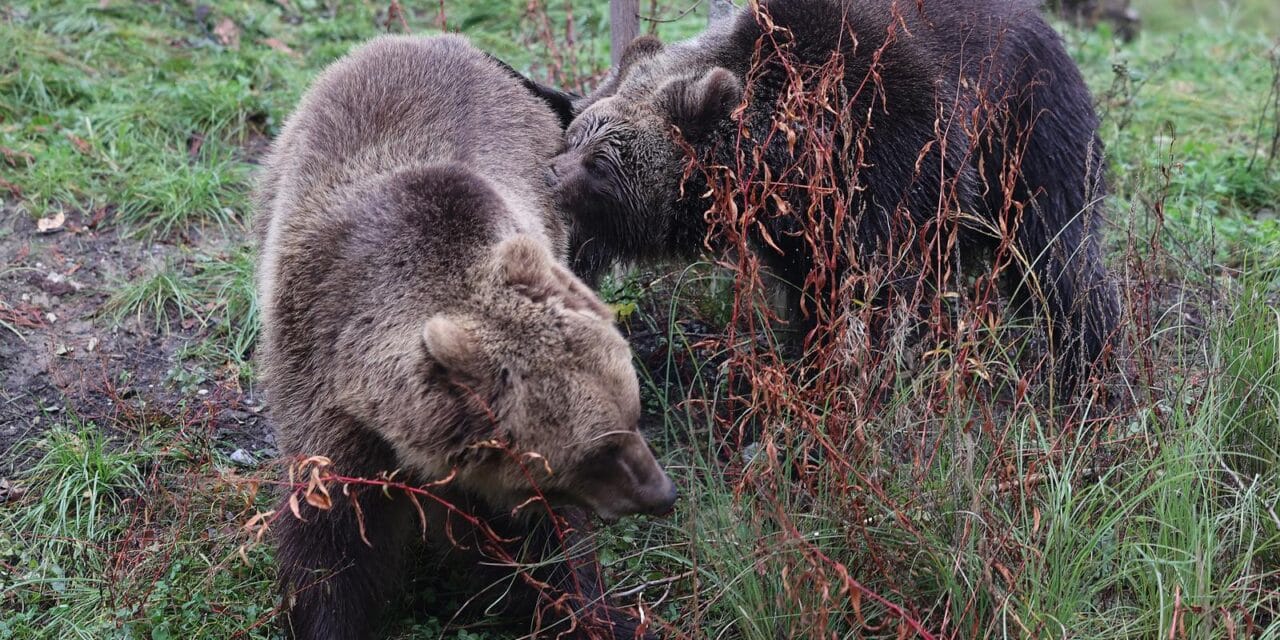 Zagrebački zoološki vrt dobio nove stanovnike, medvjediće Alberta i Ketu