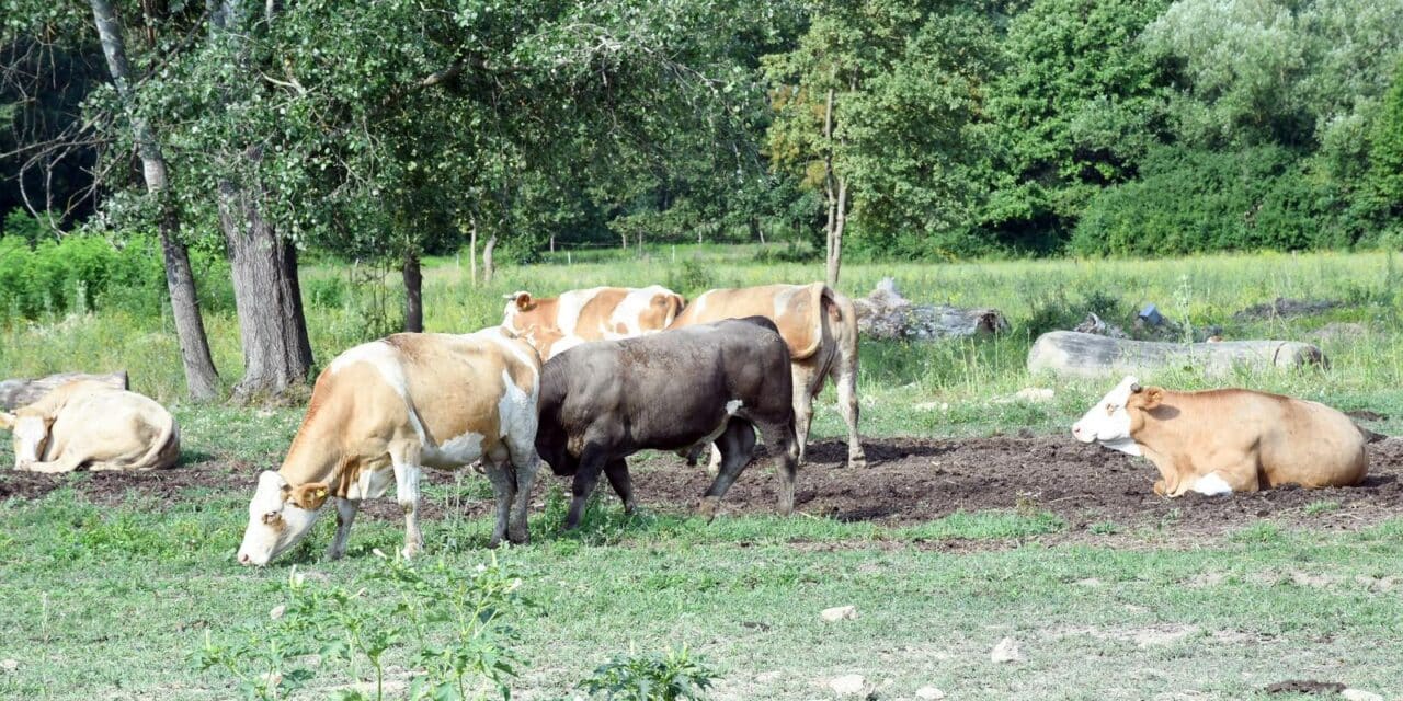 krava bedrenica