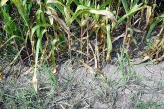 Sela: Zbog suše se očekuje manje kukuruza