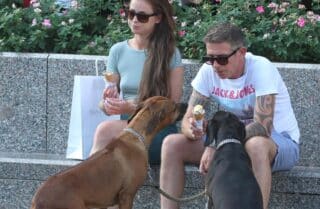 Sladoleda uvijek ima dovoljno za sve – vlasnik podijelio svoj s psima