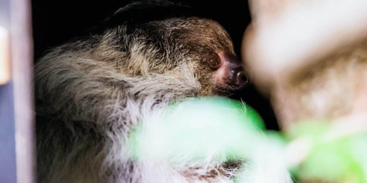 Zagreb: Na Međunarodni dan ljenivaca Zoološki vrt predstavio par dvoprstih ljenivaca