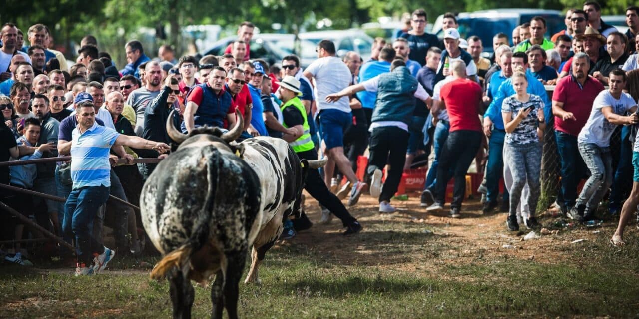 Tradicionalna borba bikova u Dicmu ove je godine posebno atraktivna