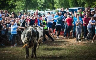 Tradicionalna borba bikova u Dicmu ove je godine posebno atraktivna