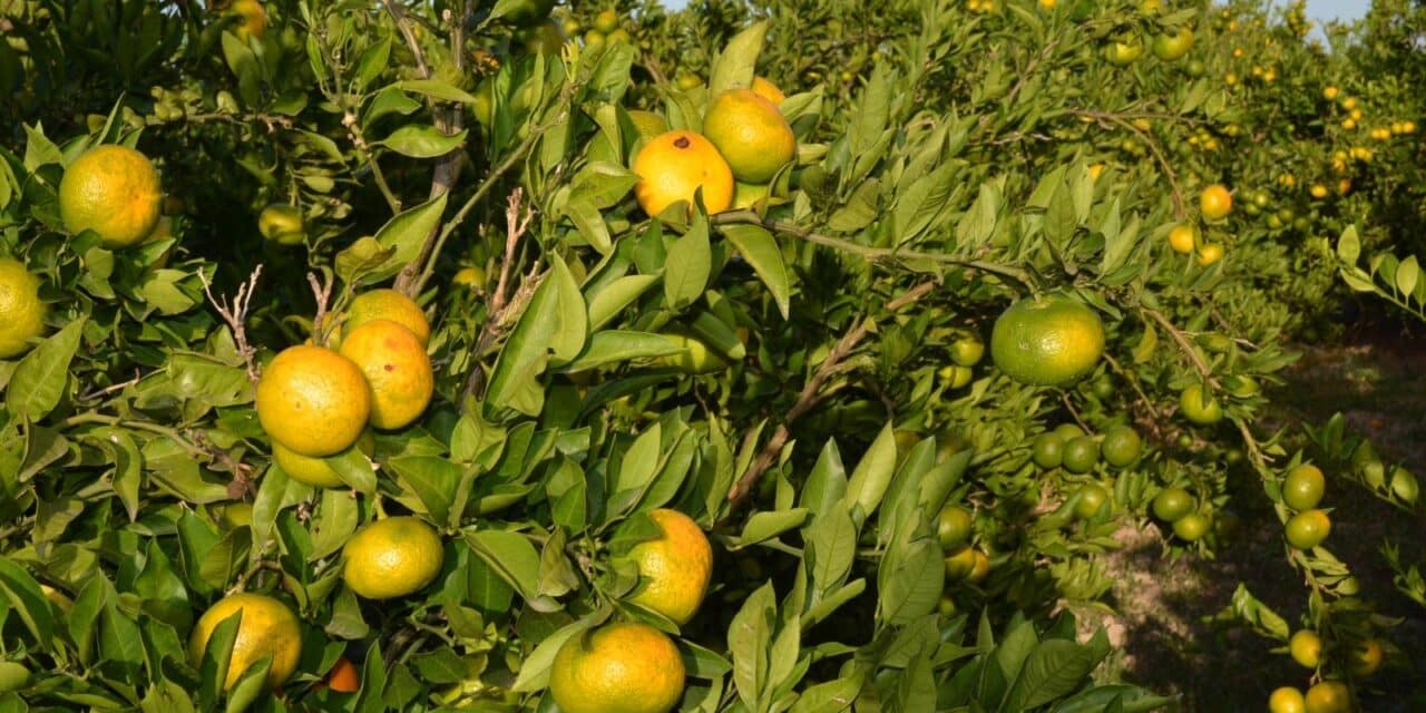mandarine