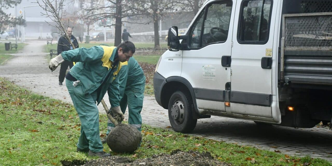 Sisak je dobio 170 novih stabala u gradskoj akciji “Zeleni Sisak za zeleni planet”
