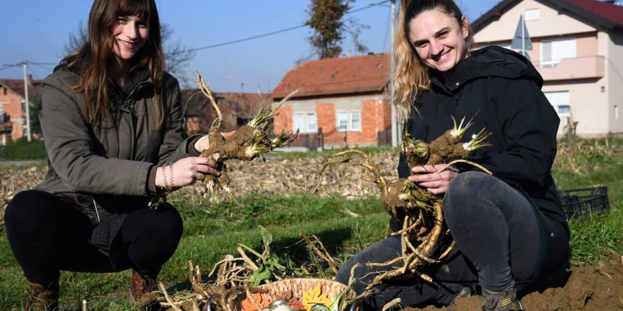 Ludbreg: Tvrtka Agro Altera započela s vađenjem čuvene sorte hrena