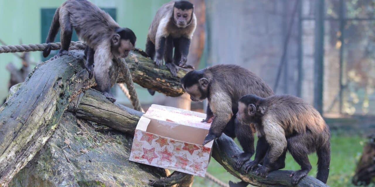 Zagreb: Životinje u Zoološkom vrtu dobile šarene darove