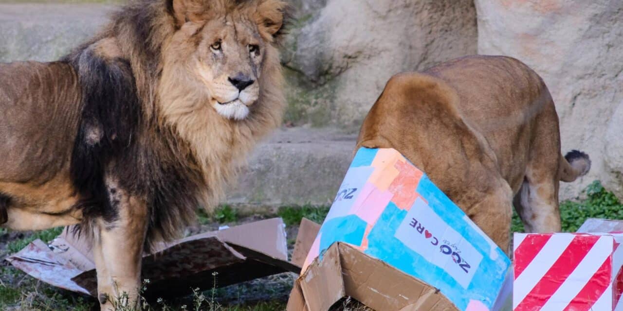 Zagreb: Životinje u Zoološkom vrtu dobile šarene darove