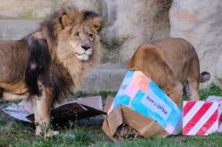 Zagreb: Životinje u Zoološkom vrtu dobile šarene darove