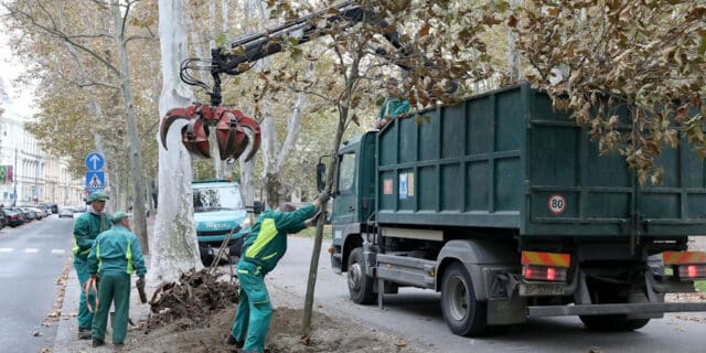 Zagreb: Na Zrinjevcu srušene dvije stare platane i posađene mlade