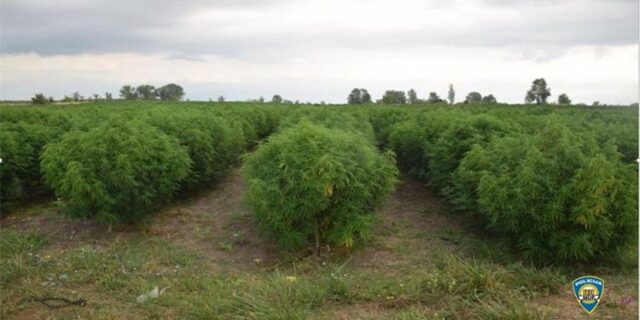 Plantaža sl 1