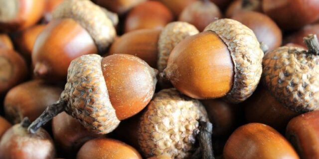 acorns-1013486_1280-768×528
