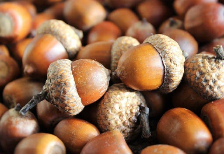 acorns-1013486_1280-768×528