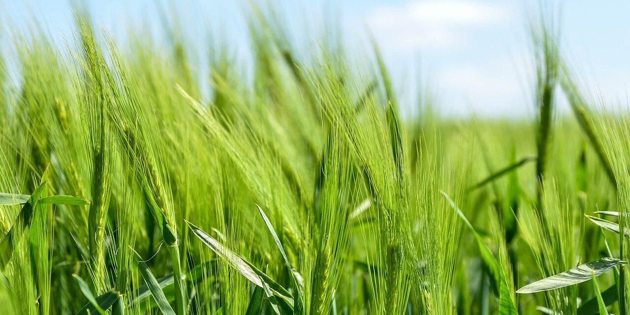 barley-872000_1280