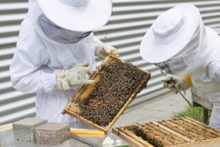 beekeeper-2650663__648x432_q85_crop_subsampling-2_upscale