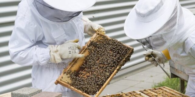beekeeper-2650663__648x432_q85_crop_subsampling-2_upscale